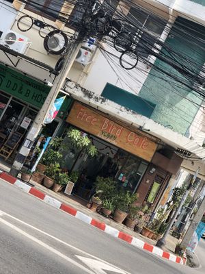 Cosy at Free Bird Cafe in Chiang Mai