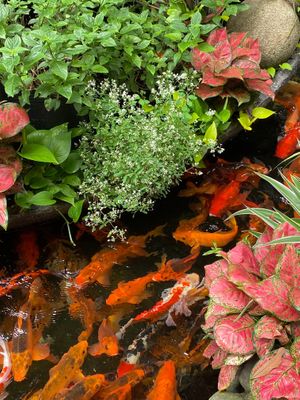  at Zenhouse in Ho Chi Minh City