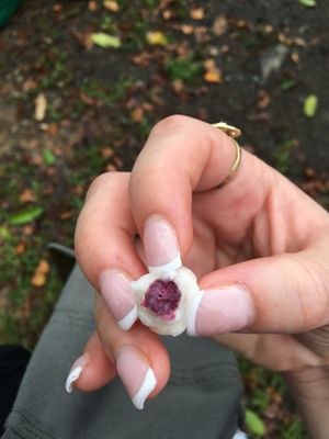  at Caribeans Coffee and Chocolate Factory in Puerto Viejo De Talamanca