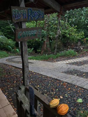  at Caribeans Coffee and Chocolate Factory in Puerto Viejo De Talamanca