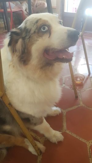 My new best friend @Mama Carman's ❤ at Mama Carmen's Coffee & Bakery in Mallorca