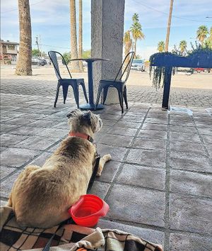 Pup friendly patio at Earth Plant Based in Phoenix