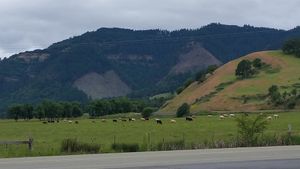 View across the road at Lighthouse Center Bakery and Cafe in Umpqua