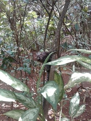 Monkey playing around near my table   at Manjericao in Salvador
