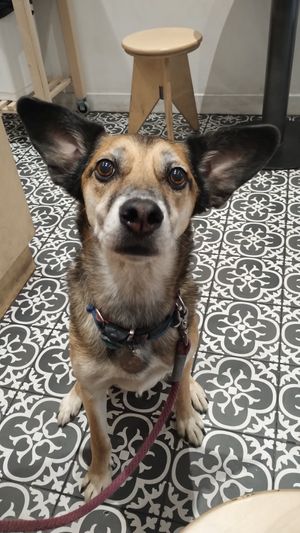  at Boneshaker Doughnuts in Paris