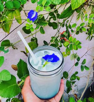 Blue Moon Tea at Journey Cafe in Kailua Kona