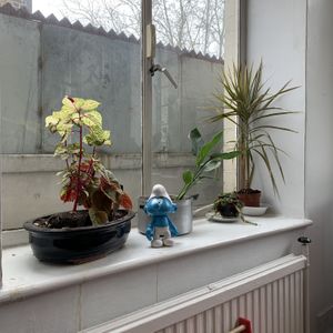 Smurf at Lovage Project in South West London