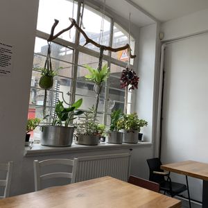 Window garden at Lovage Project in South West London