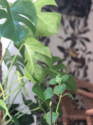 LITTLE GREEN CAFÉ at Little Green Cafe in Valbonne