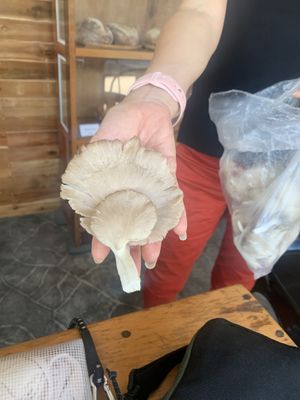 🍄  at Nui Bakery in Koh Tao