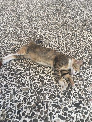 Obligatory cat pics 😻  at Adonis in Kefalonia