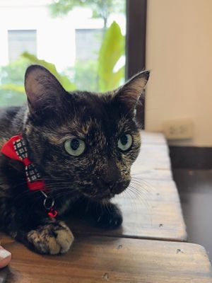 Reminds me of my old cat, Tabitha 😿❤️  at The Donut Cafe in Chiang Mai