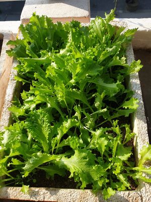 Lettuce.. Fresh and Organic, Rooftop Kitchen Garden  at Little Windows in Pokhara