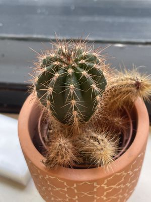 Cactus at Club Mexicana - Seven Dials in London
