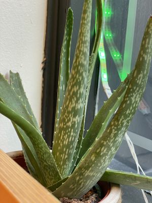 Aloe at Club Mexicana - Seven Dials in London
