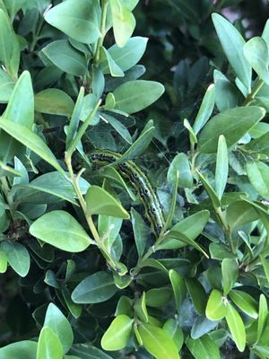 Raupe gleich im Gebüsch bei unserem Tisch 🐛 at Trudelkeller in Baden