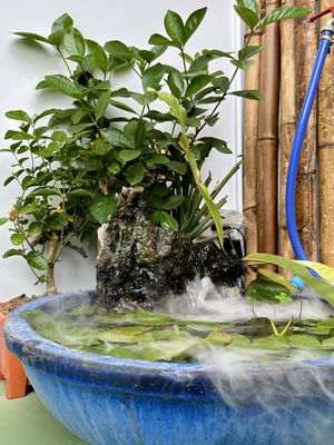   at Mr Green in Chiang Mai