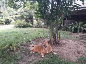 Doggie in the garden at Alchemy in Koh Samui