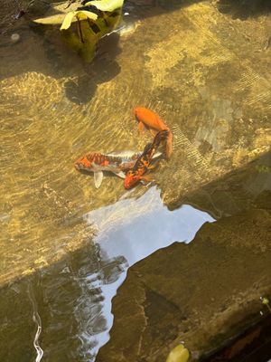   at Kashew Cheese Deli in Ho Chi Minh City