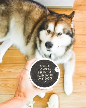 Pet friendly _ we serve ice cream for dogs at MAKAI - Thonglor in Bangkok