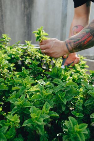 The herbs from our rooftop garden. A key ingredient to our delicious seasonal dishes. at Nikau Cafe in Wellington