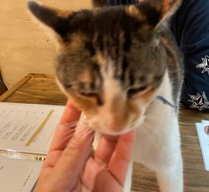 They have a cat.🐈  at Samatime in Seto