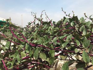 Climbing spinach at AhimsaGram in Jaipur