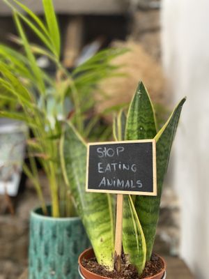 Definitely agree at Mela Canela in Sintra