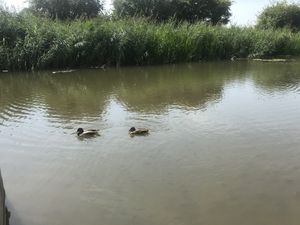 Ducks  at The Purplespoon in Bridgwater