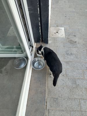 😻 at Malcafe in Conil De La Frontera