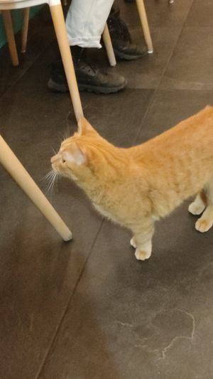  at Gatto Bistrot in Portici