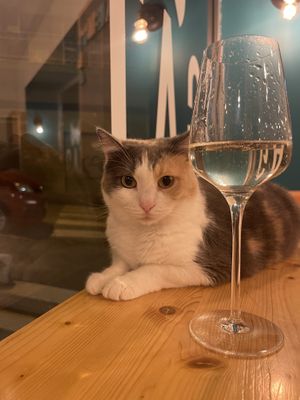 Cat and prosecco  at Gatto Bistrot in Portici