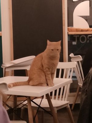  at Gatto Bistrot in Portici