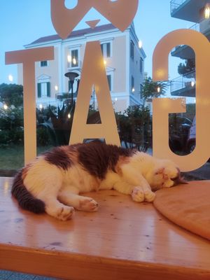  at Gatto Bistrot in Portici