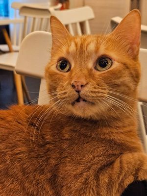  at Gatto Bistrot in Portici