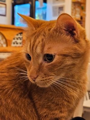  at Gatto Bistrot in Portici