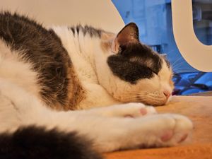  at Gatto Bistrot in Portici