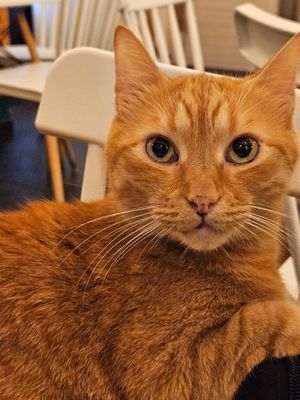  at Gatto Bistrot in Portici