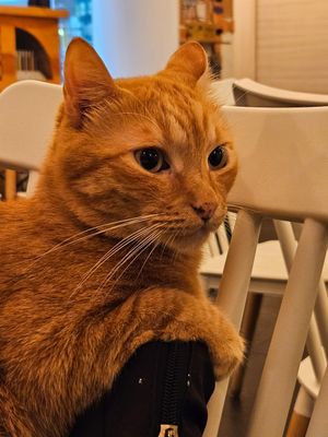  at Gatto Bistrot in Portici