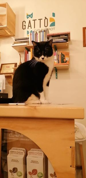 Ciancioso at Gatto Bistrot in Portici