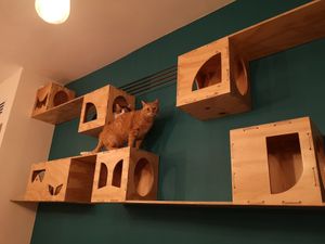 The cats can get away from the humans if they want to. at Gatto Bistrot in Portici