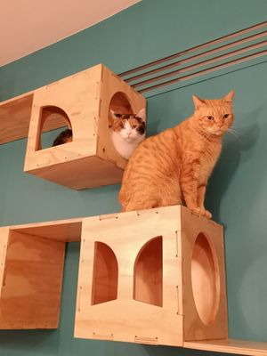 Happy to observe from a height... at Gatto Bistrot in Portici