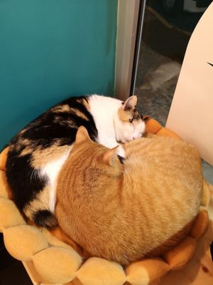 It's tiring hanging out with humans all day! at Gatto Bistrot in Portici