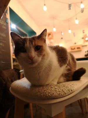 What ta doing? at Gatto Bistrot in Portici