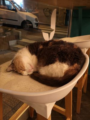 Meditation also available! at Gatto Bistrot in Portici