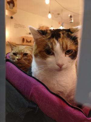 Welcome party through the window... at Gatto Bistrot in Portici