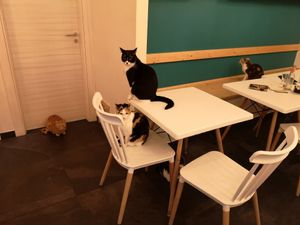 When there's less humans in the cafe, the cats have to entertain themselves! at Gatto Bistrot in Portici