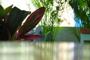 Beautiful natural light and plants. at Foods & Roots in Koh Phangan