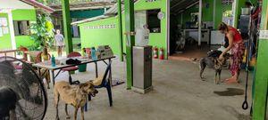Main area at PhaNgan Animal Care for Strays in Koh Phangan
