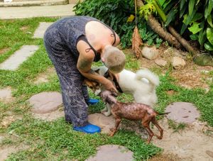 Volunteer putting on a leash at PhaNgan Animal Care for Strays in Koh Phangan